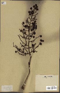 spécimen de Chamaerops excelsa
