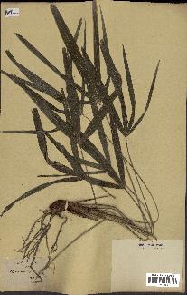 spécimen de Chamaerops excelsa
