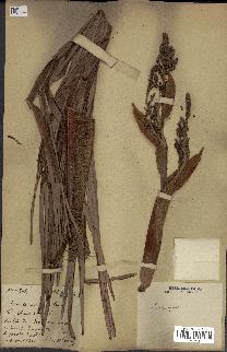 spécimen de Chamaerops sp.