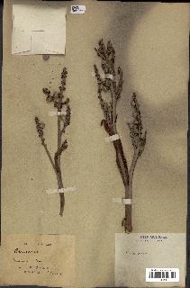 spécimen de Chamaerops sp.