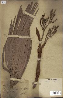 spécimen de Chamaerops sp.