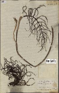 spécimen de Coccothrinax argentea