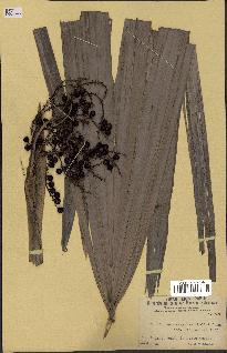 spécimen de Coccothrinax argentea