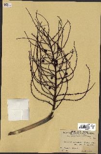 spécimen de Coccothrinax argentea