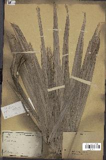 spécimen de Coccothrinax sp.