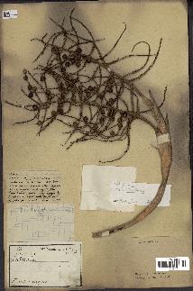 spécimen de Coccothrinax sp.