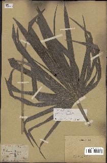 spécimen de Coccothrinax sp.