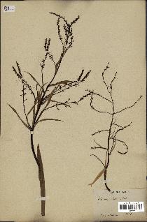 spécimen de Thrinax radiata