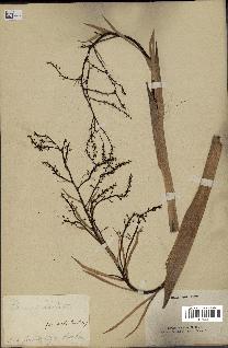 spécimen de Thrinax radiata