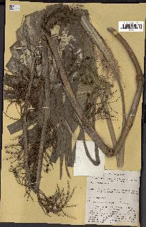 spécimen de Thrinax radiata