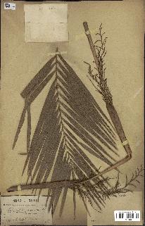 spécimen de Calamus tenuis