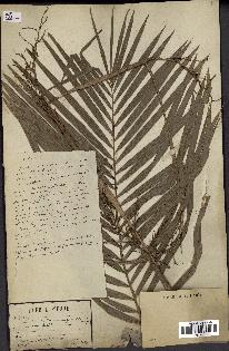 spécimen de Calamus tenuis
