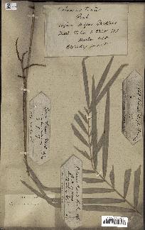 spécimen de Calamus tenuis