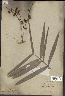spécimen de Phoenix pusilla