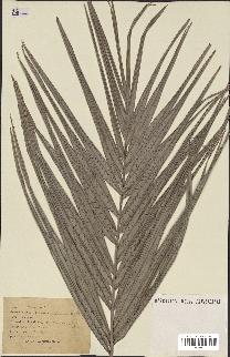 spécimen de Phoenix paludosa