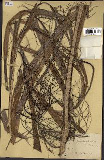 spécimen de Thrinax punctulata