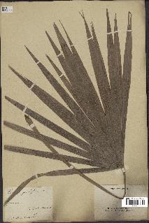 spécimen de Thrinax parviflora