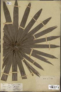 spécimen de Thrinax parviflora