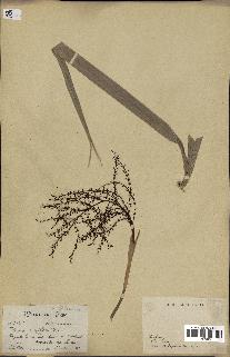spécimen de Thrinax parviflora