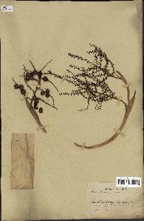 spécimen de Thrinax parviflora