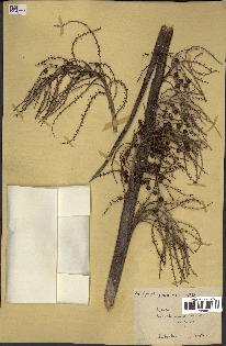 spécimen de Thrinax sp.