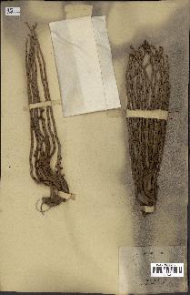 spécimen de Thrinax sp.