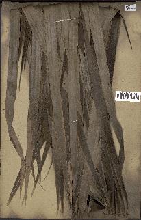 spécimen de Thrinax sp.