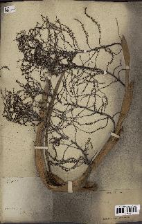 spécimen de Thrinax sp.