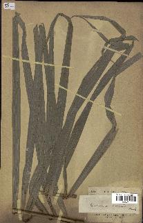 spécimen de Calamus tenuis