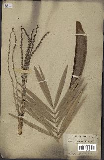 spécimen de Phoenix sylvestris