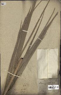 spécimen de Phoenix sylvestris