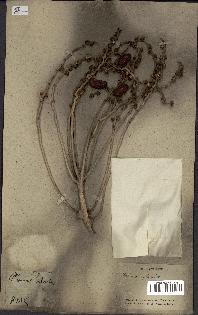 spécimen de Phoenix sylvestris