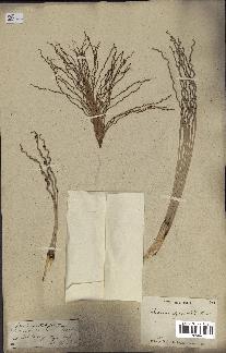 spécimen de Phoenix sylvestris