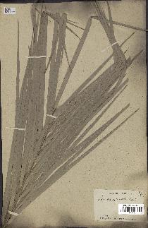 spécimen de Phoenix sylvestris