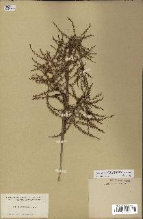 spécimen de Sabal palmetto