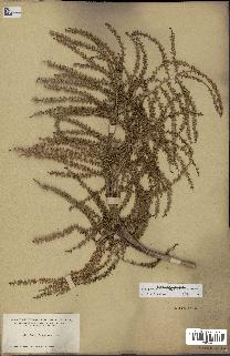 spécimen de Sabal palmetto