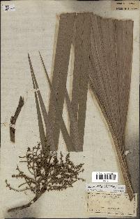 spécimen de Sabal palmetto