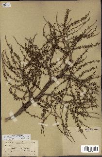 spécimen de Sabal palmetto