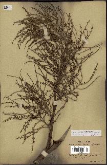 spécimen de Sabal palmetto