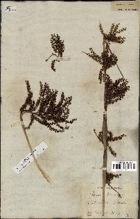 spécimen de Sabal minor