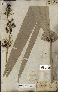 spécimen de Sabal minor