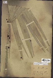 spécimen de Sabal minor