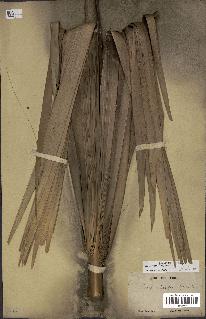 spécimen de Sabal minor