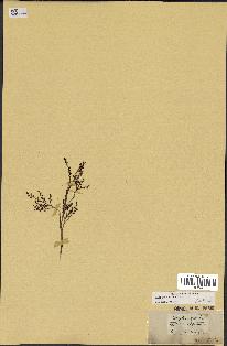 spécimen de Sabal minor