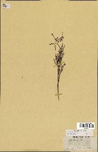 spécimen de Sabal minor