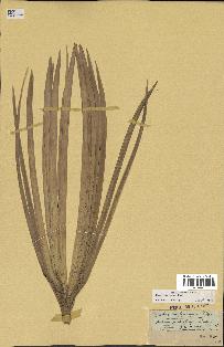 spécimen de Sabal minor