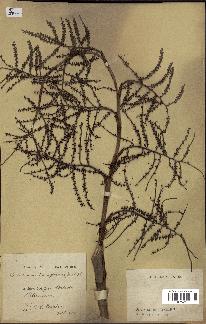 spécimen de Sabal mauritiiformis