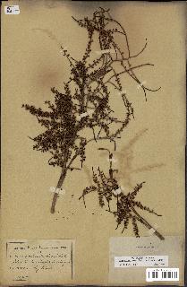 spécimen de Sabal palmetto