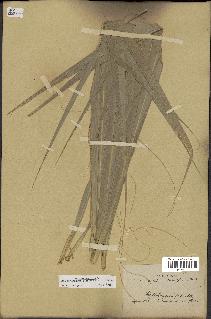 spécimen de Sabal palmetto