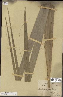 spécimen de Sabal palmetto